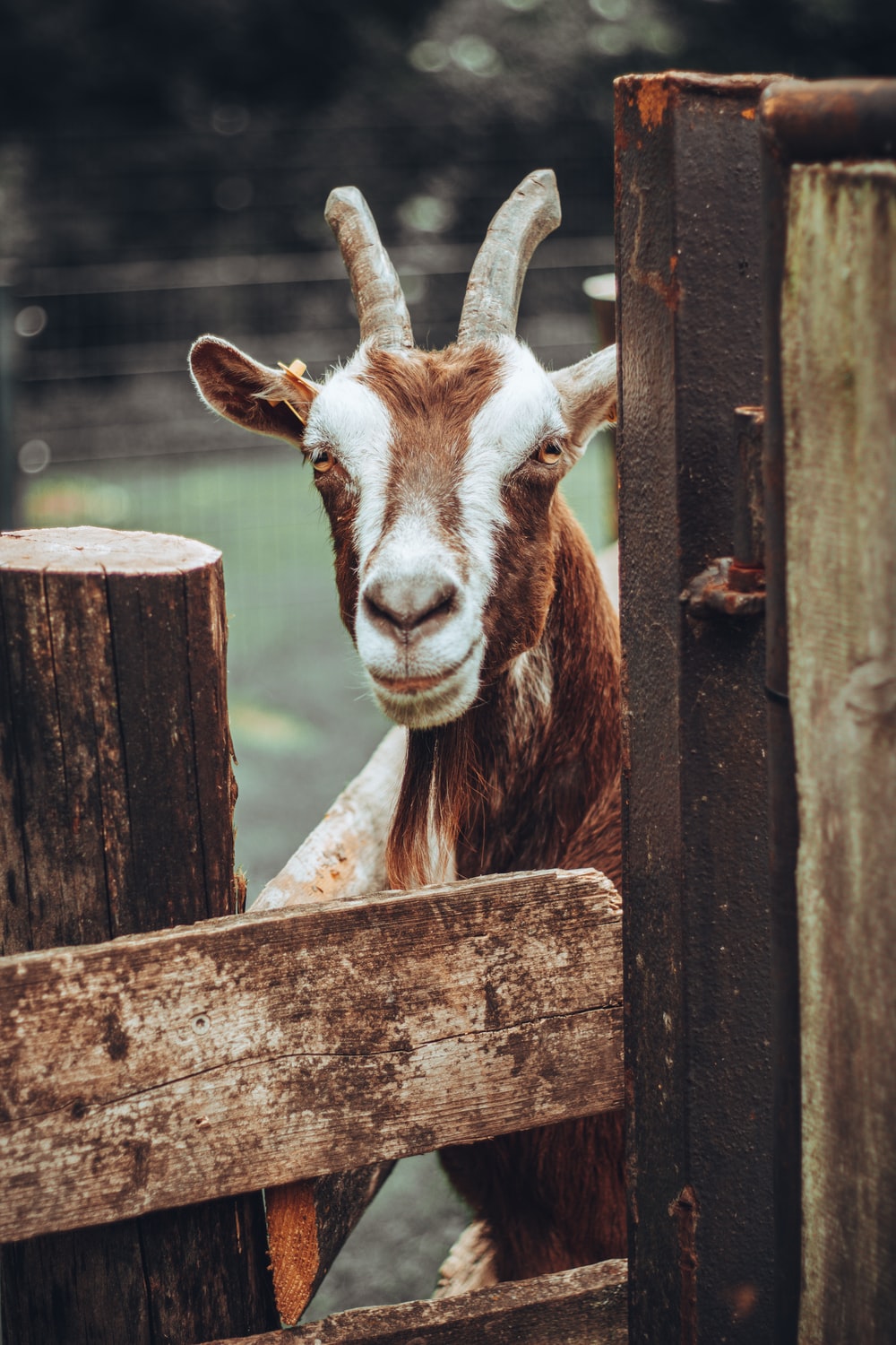 Goat Wallpaper Picture. Download Free Image