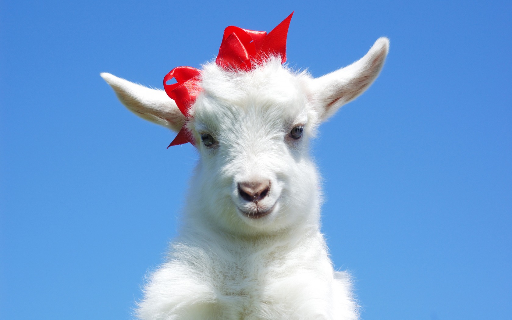 Cute Goats Wallpaper Goat With Bow HD Wallpaper
