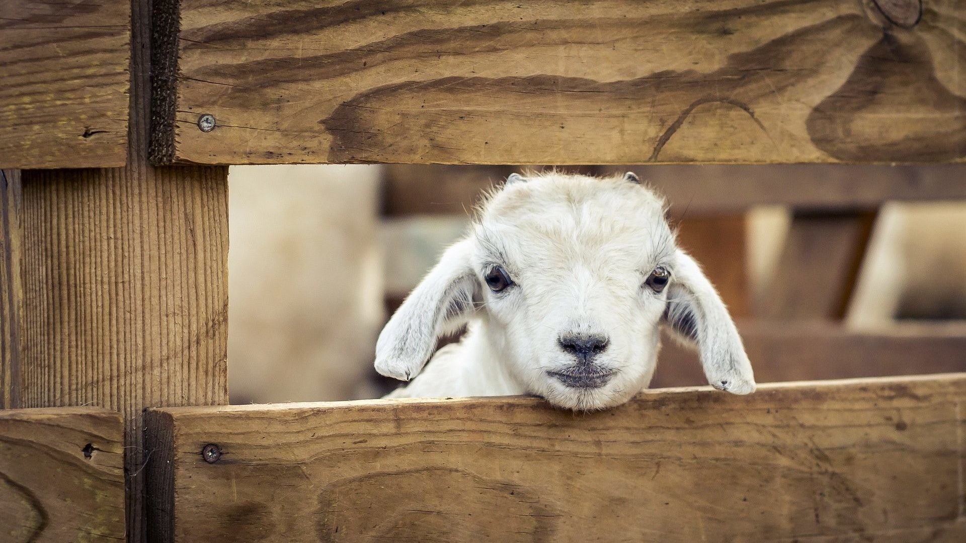 Goat Wallpaper