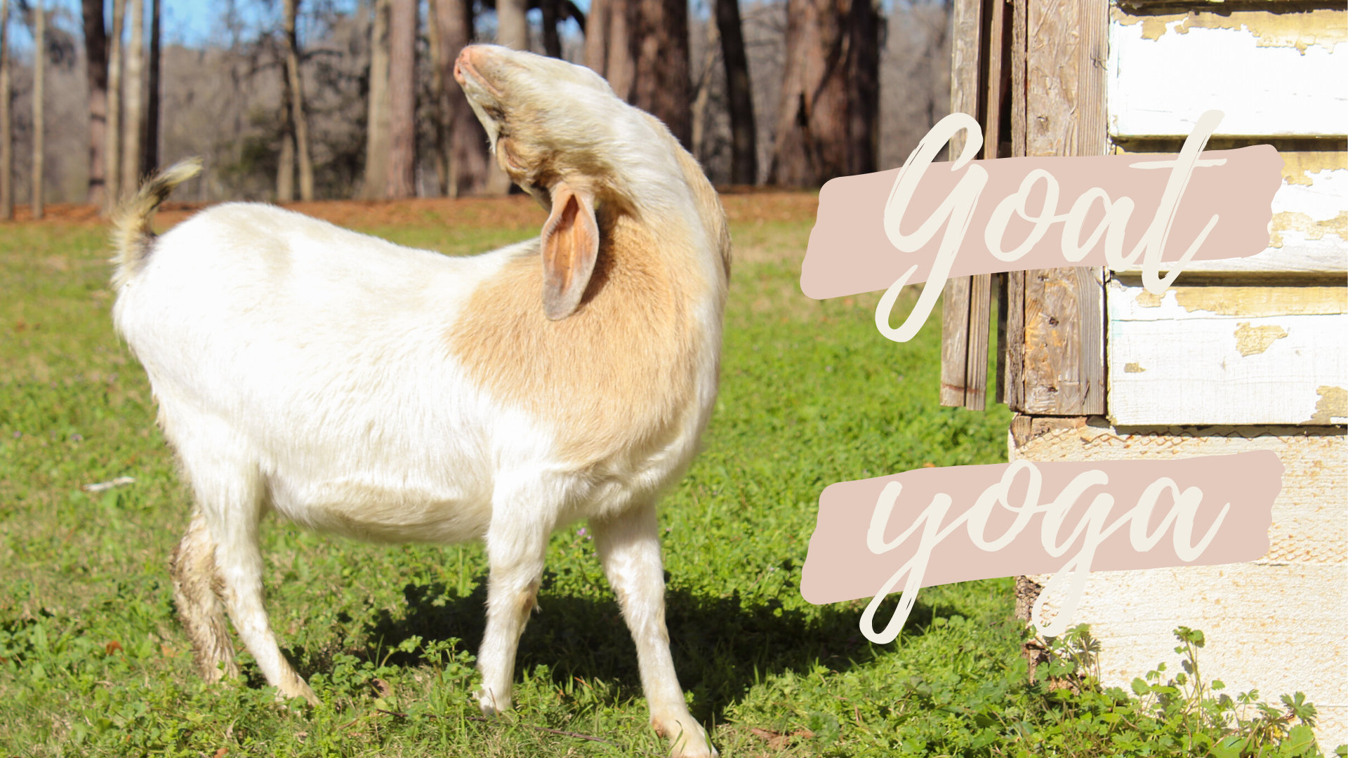 Funny & Cute Goat Yoga Screensaver Desktop Background