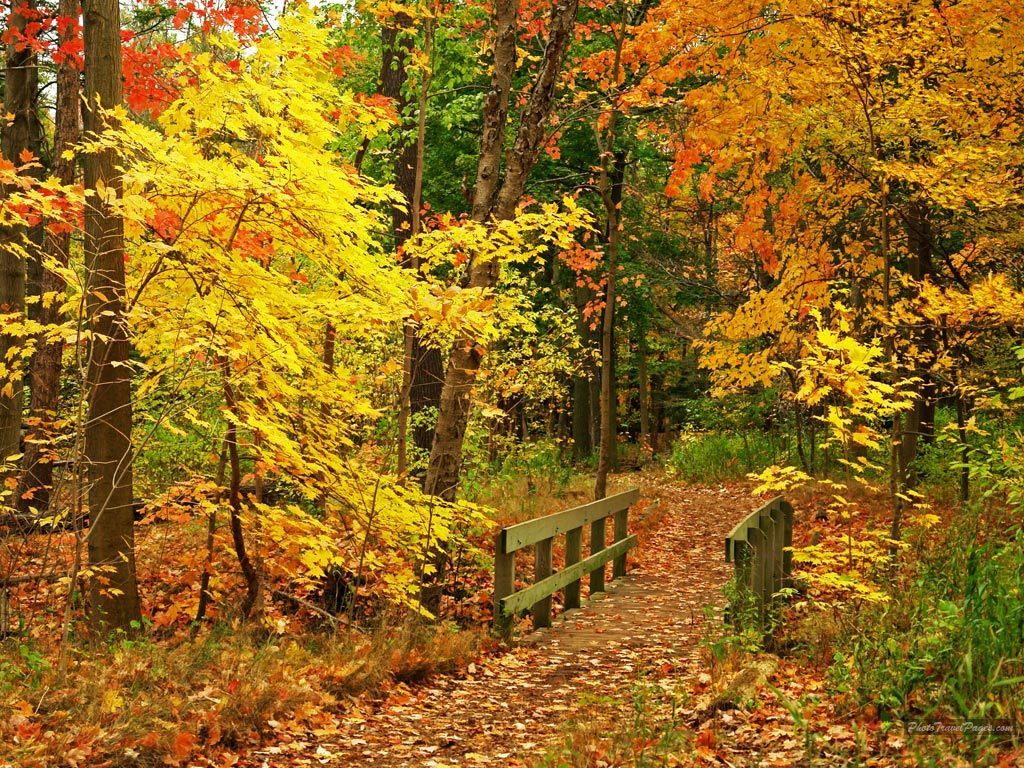 Autumn Pics Wallpaper