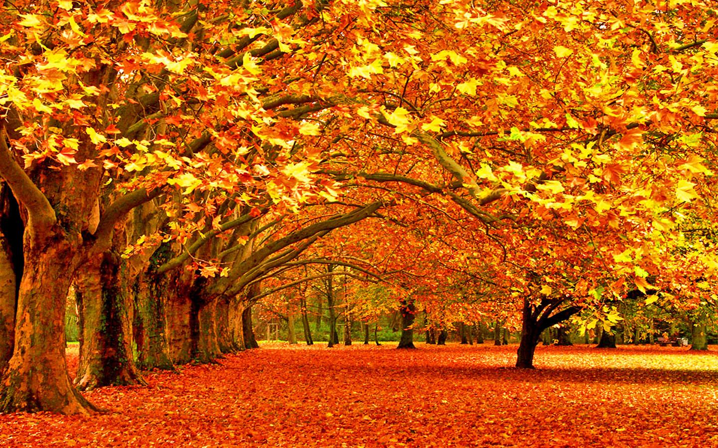 Autumn Background, Natural HD Autumn Background, 1920x1080