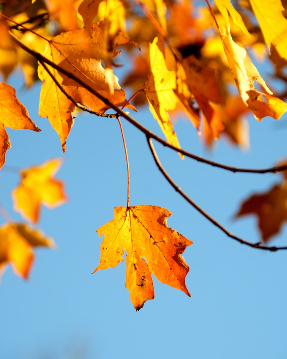 Autumn Tree Picture. Download Free Image