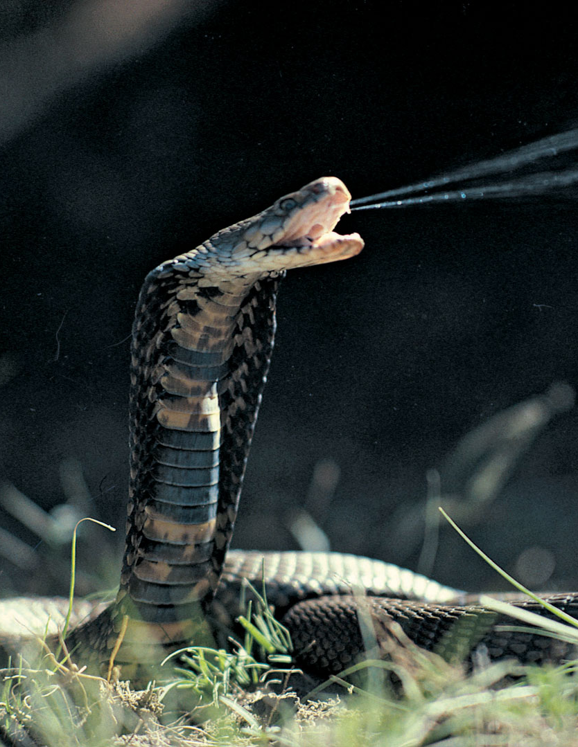 Snake #Animals. Poisonous snakes, Cobra snake, Snake facts