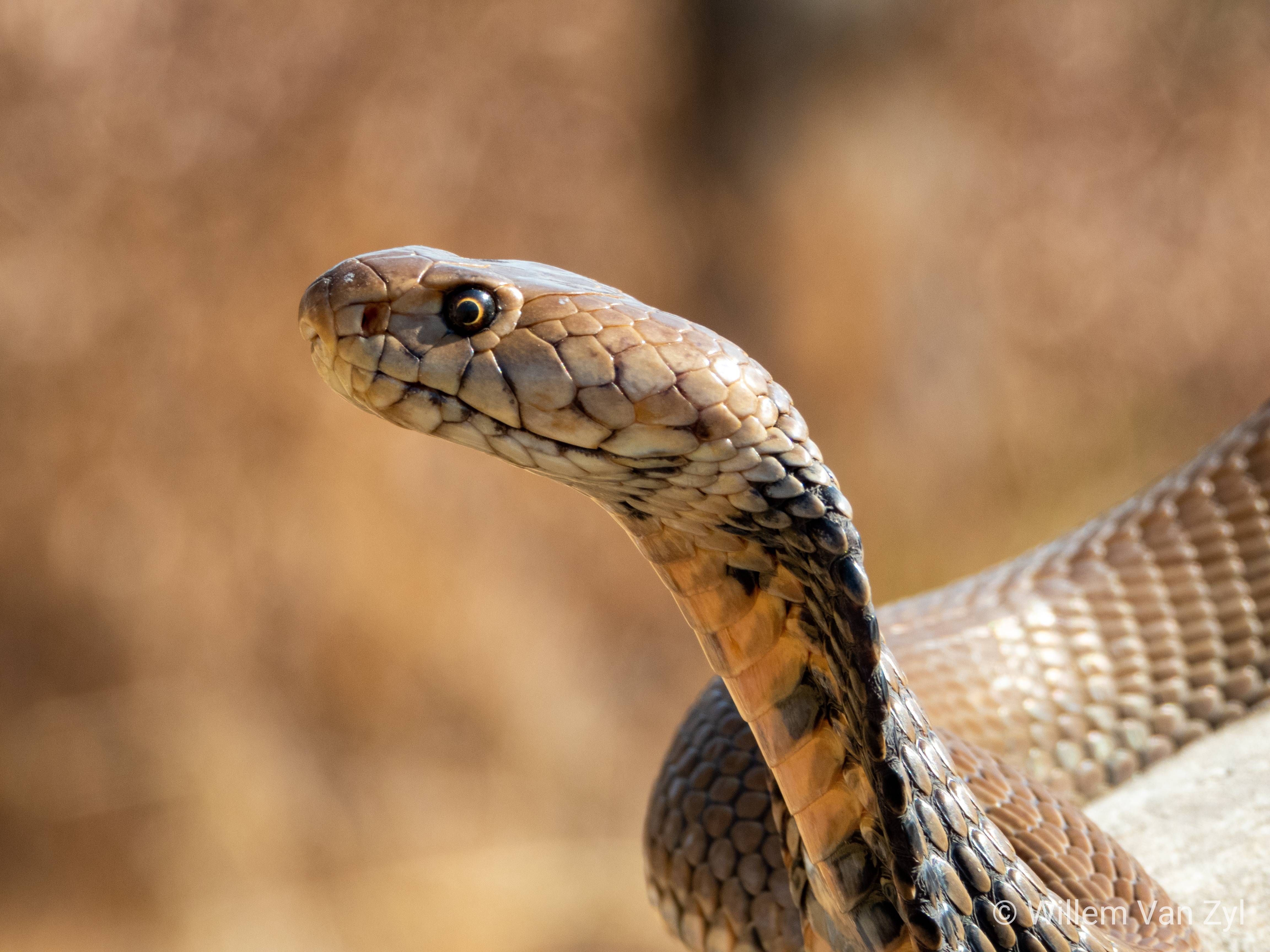 Mozambique Spitting Cobra (Naja mossambica) from Gauteng South Africa. Dangerously venomous. Mozambique, Beautiful snakes, Gauteng