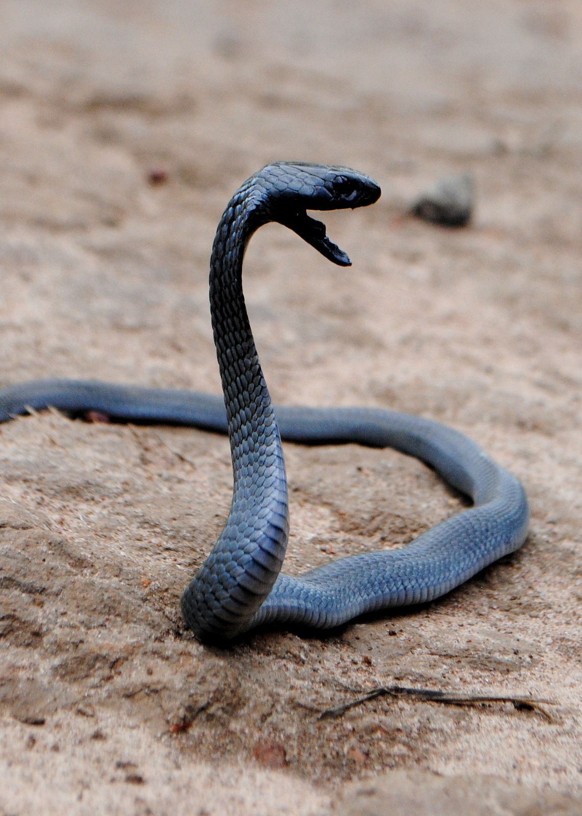 Black Necked Spitting Cobra (Naja nigricollis). Snake lovers, Snake, Black mamba snake