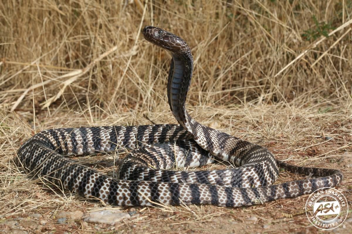 Zebra Cobra (Naja nigricincta nigricincta) photographed in Ruacana, Namibia. Snake photo, Reptile snakes, Venomous animals