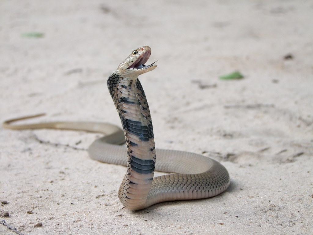 Mozambique Spitting Cobra (Naja mossambica). Mozambique spi