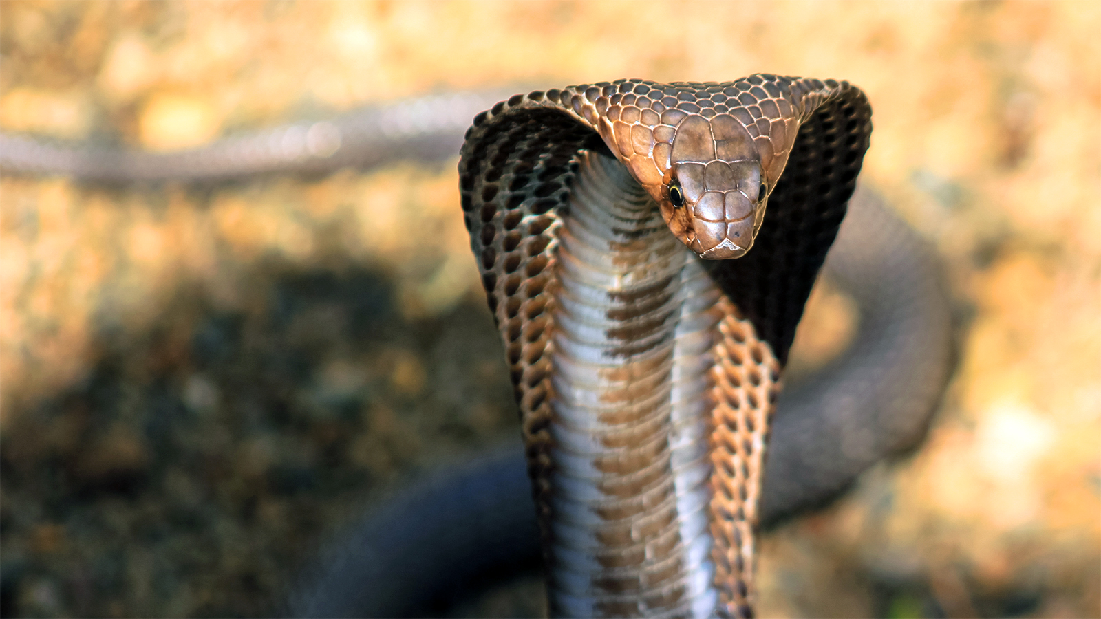 King Cobra wallpaper, Animal, HQ King Cobra pictureK Wallpaper 2019