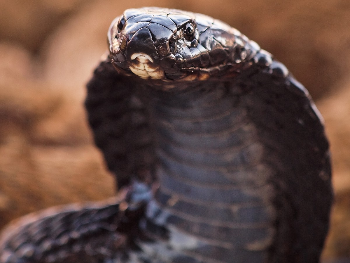Did Snake And Lizard Venom Evolve Once Or Twice?