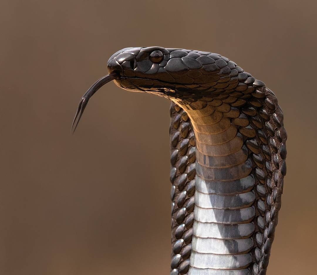 Змеи и другие рептилии. Beautiful snakes, Snake drawing, Snake