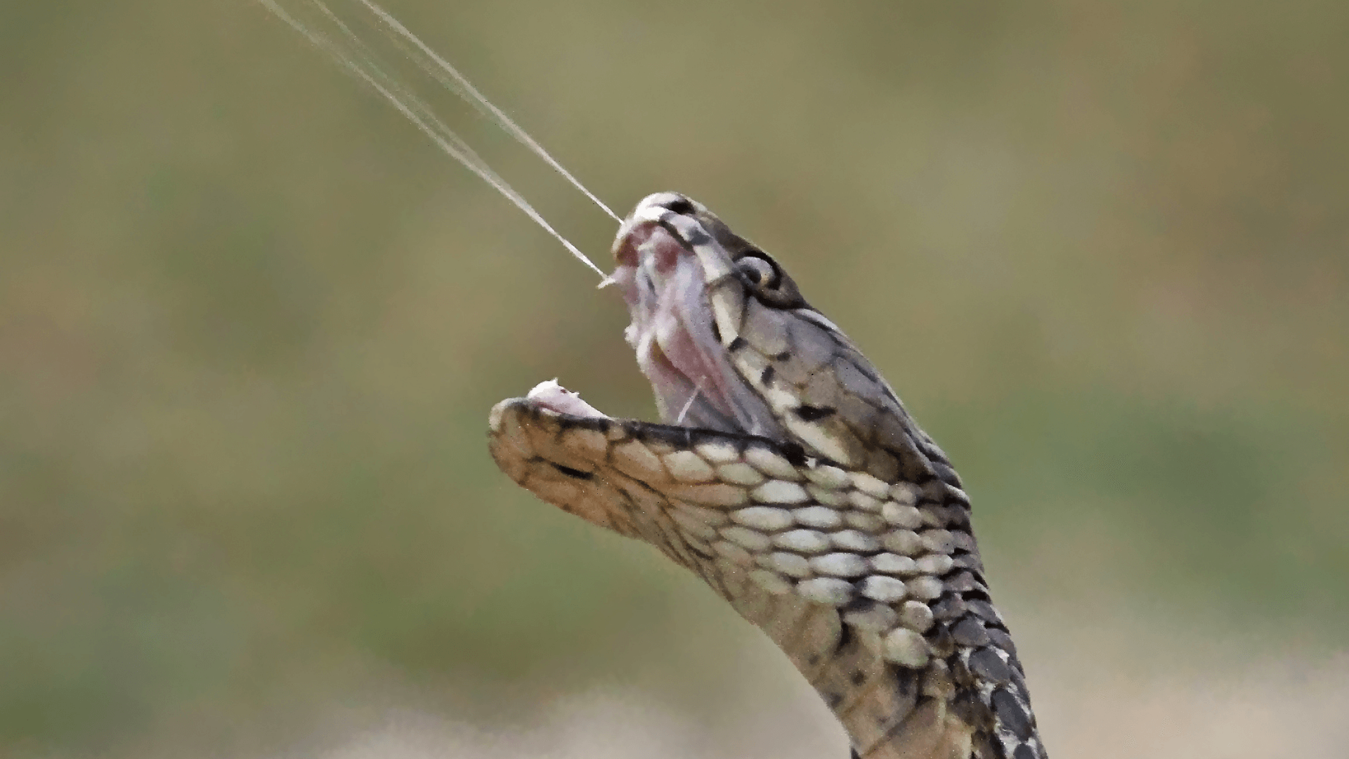 SNAKE VENOM IN THE EYES