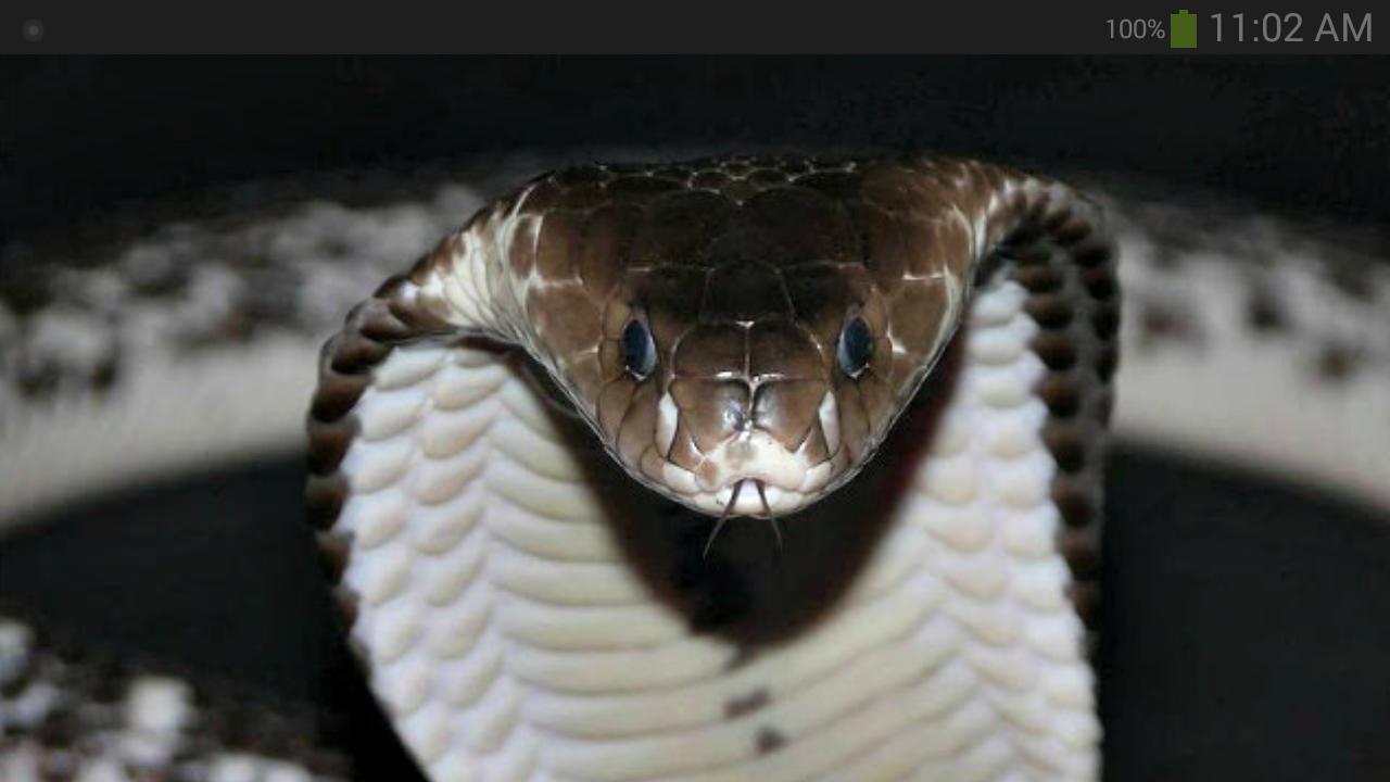 Cobra Wallpaper for Android