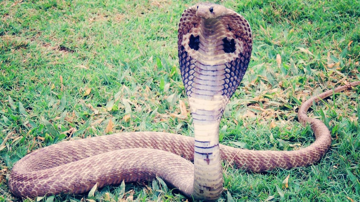 There Are Over 600 Species of Venomous Snakes