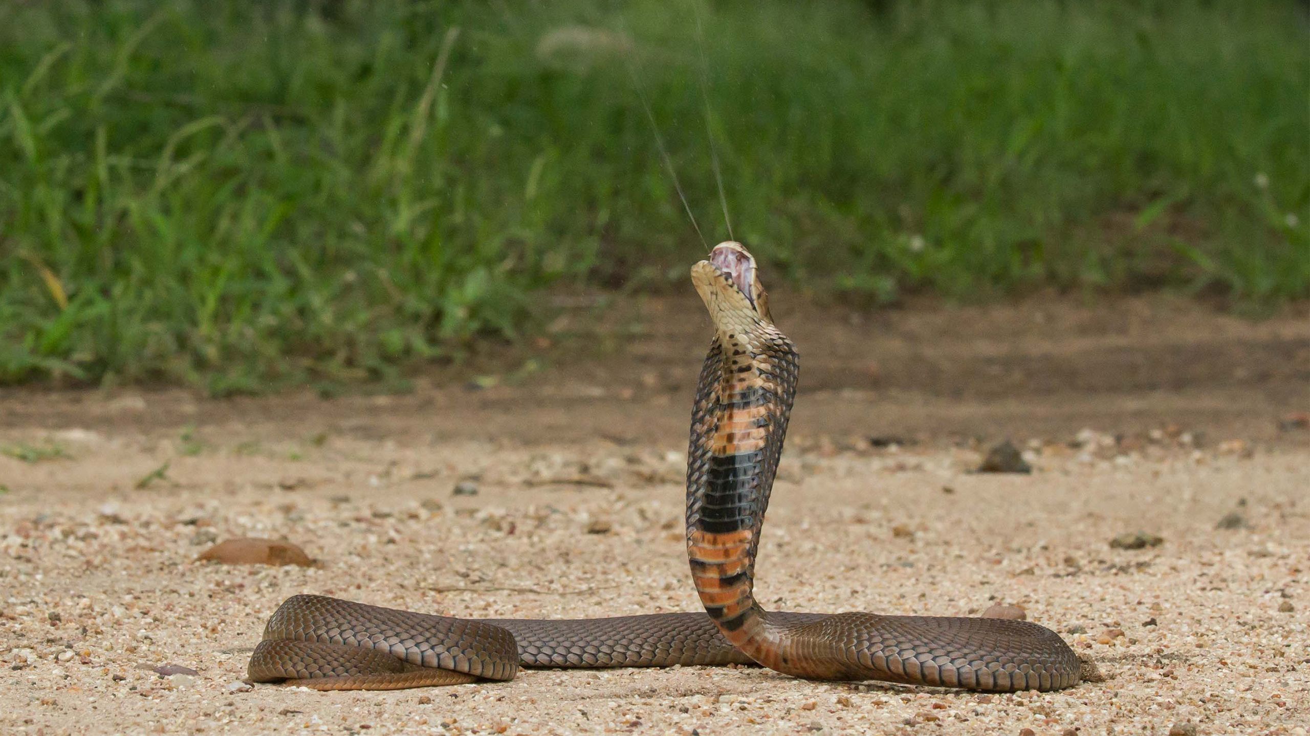 Spitting cobra venoms evolved to cause extreme pain