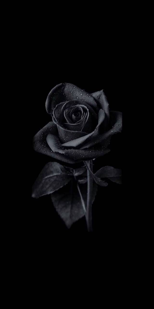 Download Black Rose wallpaper by Abtahialamking now. Browse millions o. Cute black wallpaper, Black roses wallpaper, Black flowers wallpaper