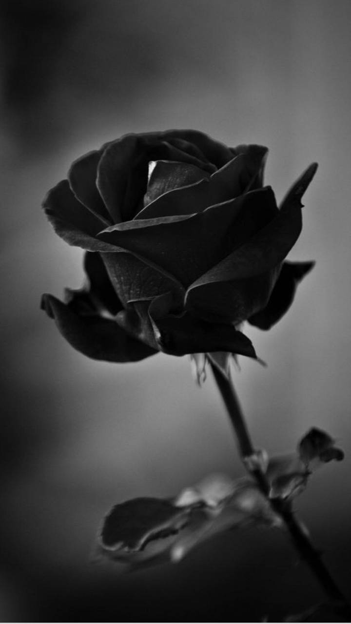 Black Rose Phone Wallpaper