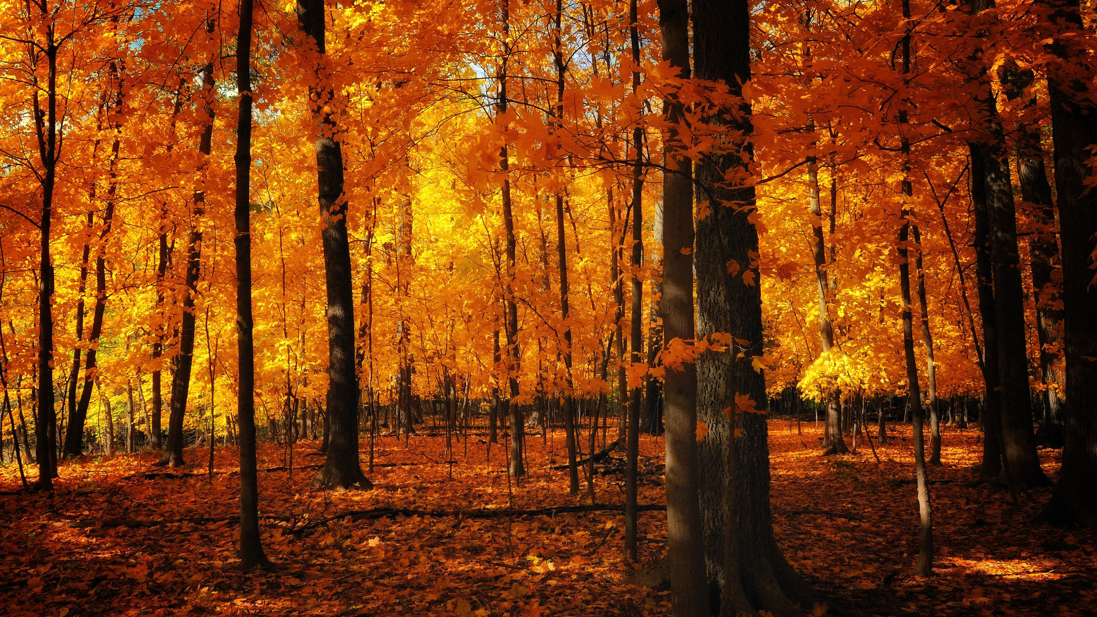 Orange Leafed Autumn Trees 4K HD Orange Aesthetic Wallpaper