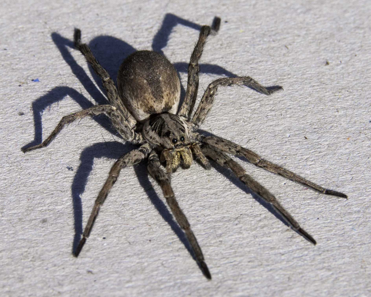 Free download Scary Spider Moving HD Wallpaper Daily Background in HD [1920x1508] for your Desktop, Mobile & Tablet. Explore Scary Spider Wallpaper. Desktop Halloween Scary Wallpaper, HD Spider Wallpaper