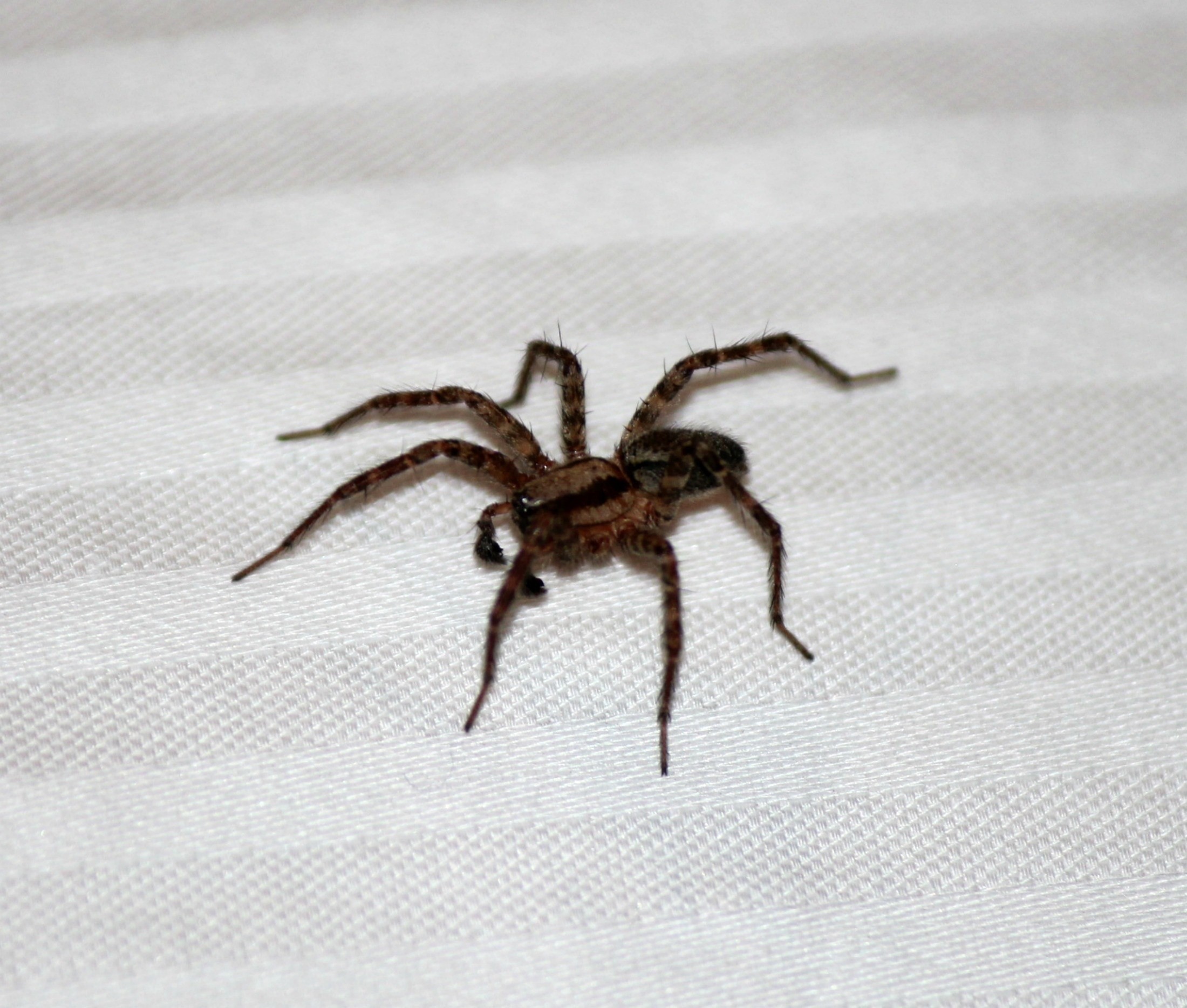 2200x1869, Scary Spider Wallpaper 38 HD Wallpaper Huntsman Spider