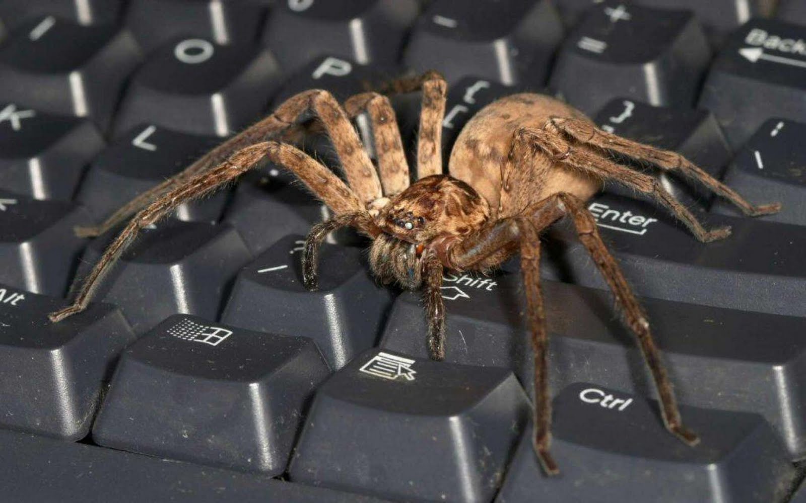 Free download Best top desktop spider wallpaper HD spider picture image photo [1600x1000] for your Desktop, Mobile & Tablet. Explore Scary Spider Wallpaper. Desktop Halloween Scary Wallpaper, HD Spider