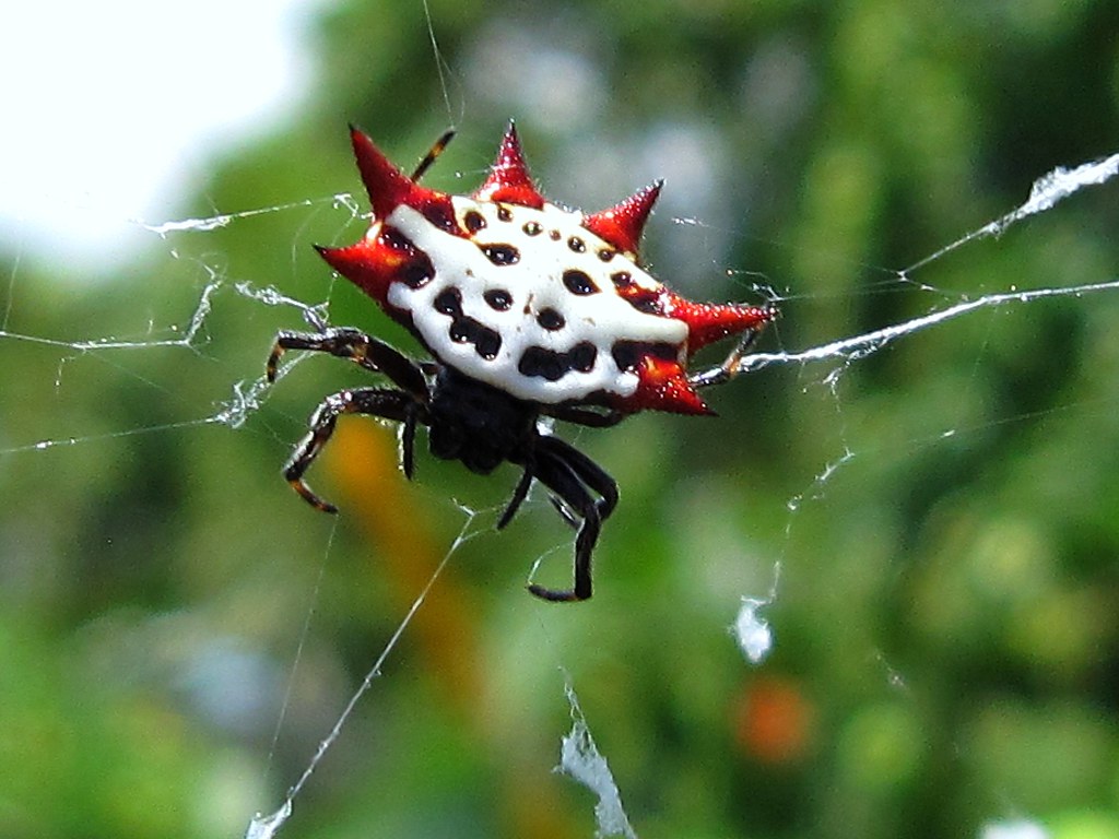Scary Spider.