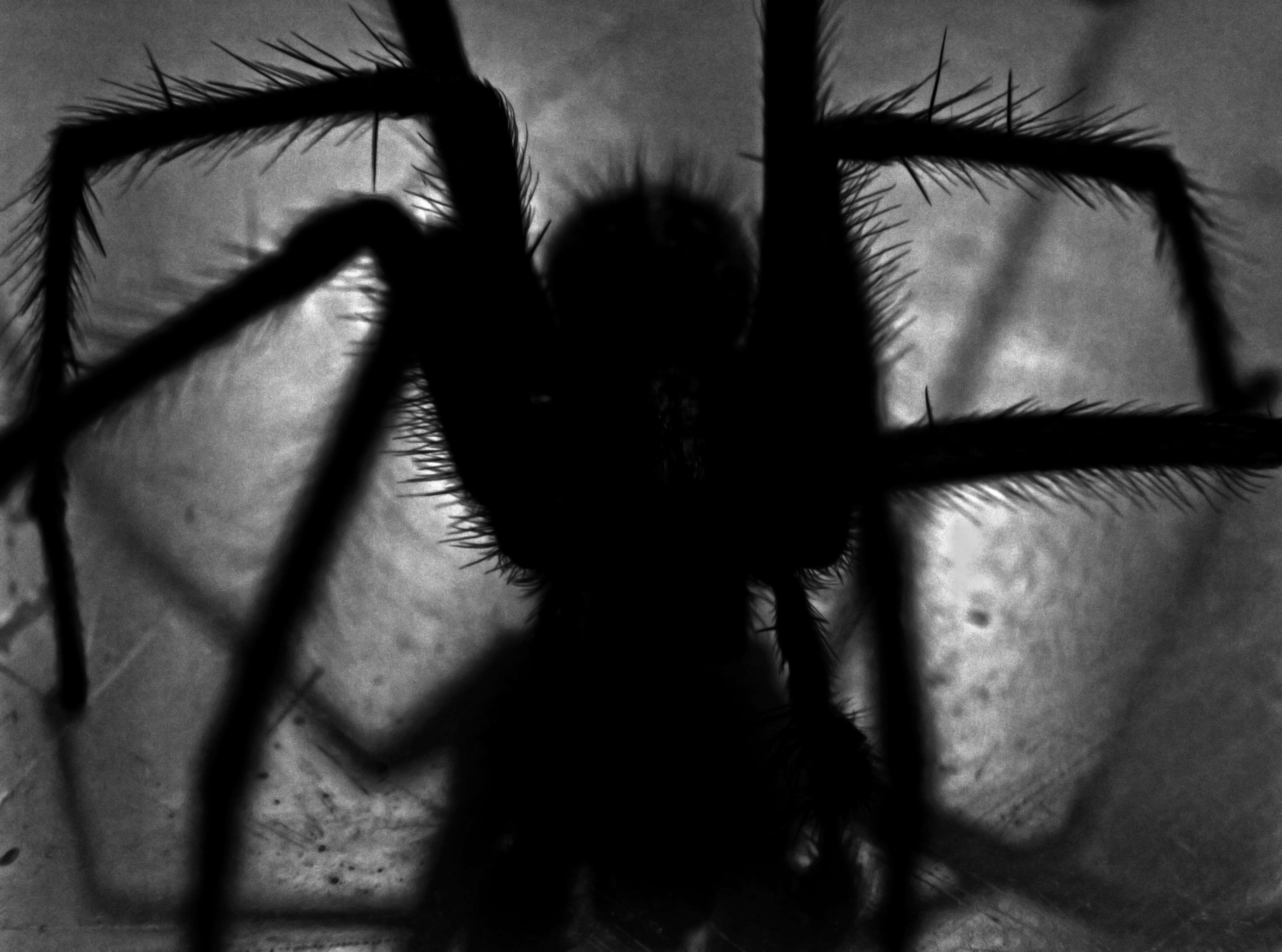 arachnid, arachnids, arachnophobia, black, black and white, creepy, hairy, halloween, insect, invertebrate, scary, shadow, silhouette, spider wallpaper. Mocah HD Wallpaper