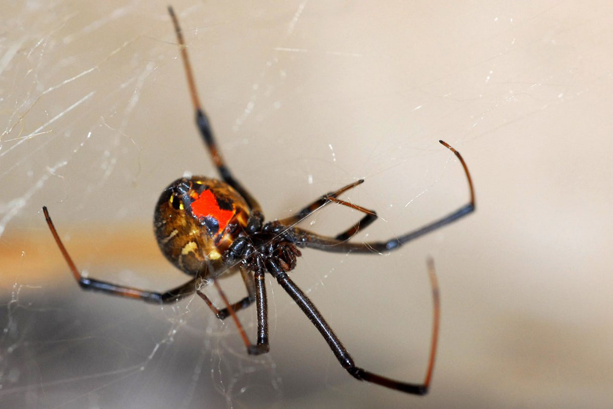Scary Spider Moving HD Wallpaper Daily Background Widow Spider South Africa HD Wallpaper