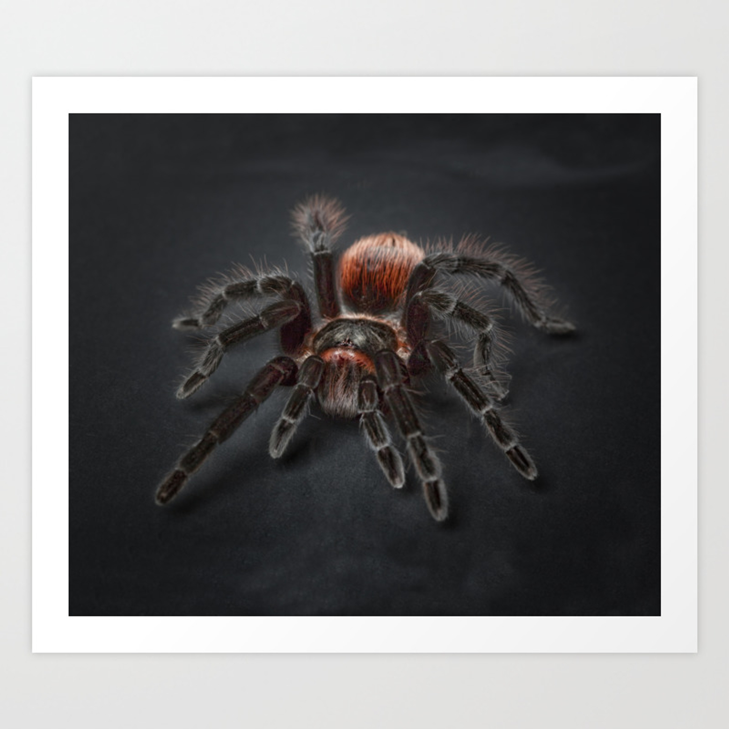 The Scary Spider Art Print
