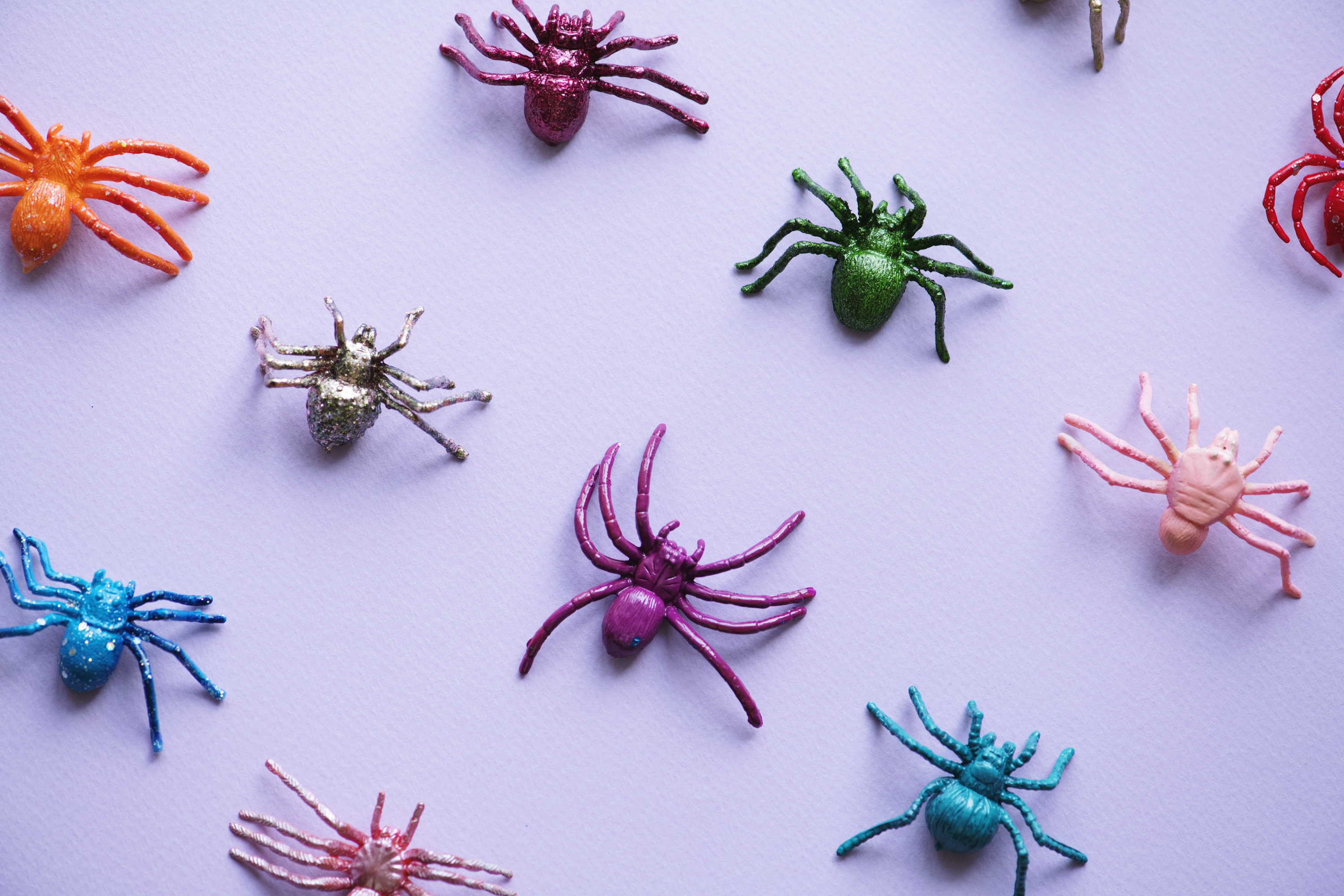 Free Image, animal, arachnid, artificial, background, bug, childish, close up, closeup, colorful, crawly, creature, creepy, fake, frightening, halloween, holidays, horror, insect, leg, legs, many, multi colored, object, october, party, pattern, plastic