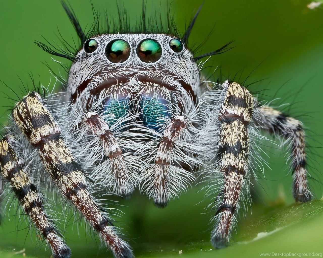 Scary Spiders Wallpapers - Wallpaper Cave