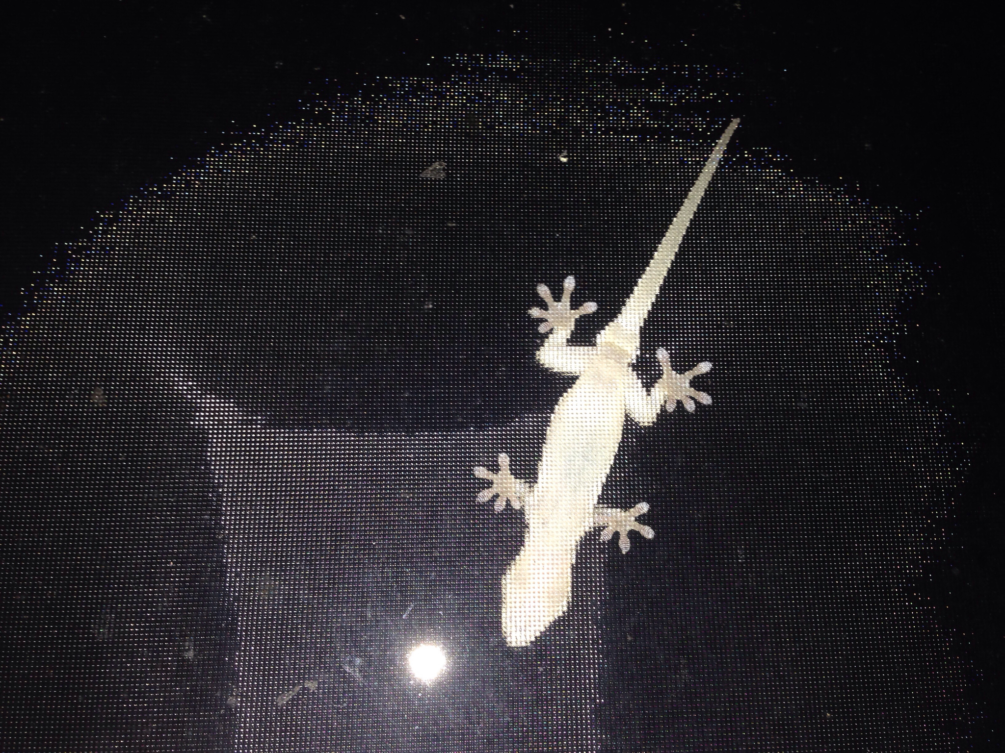Tropical Asian Geckos media of Life