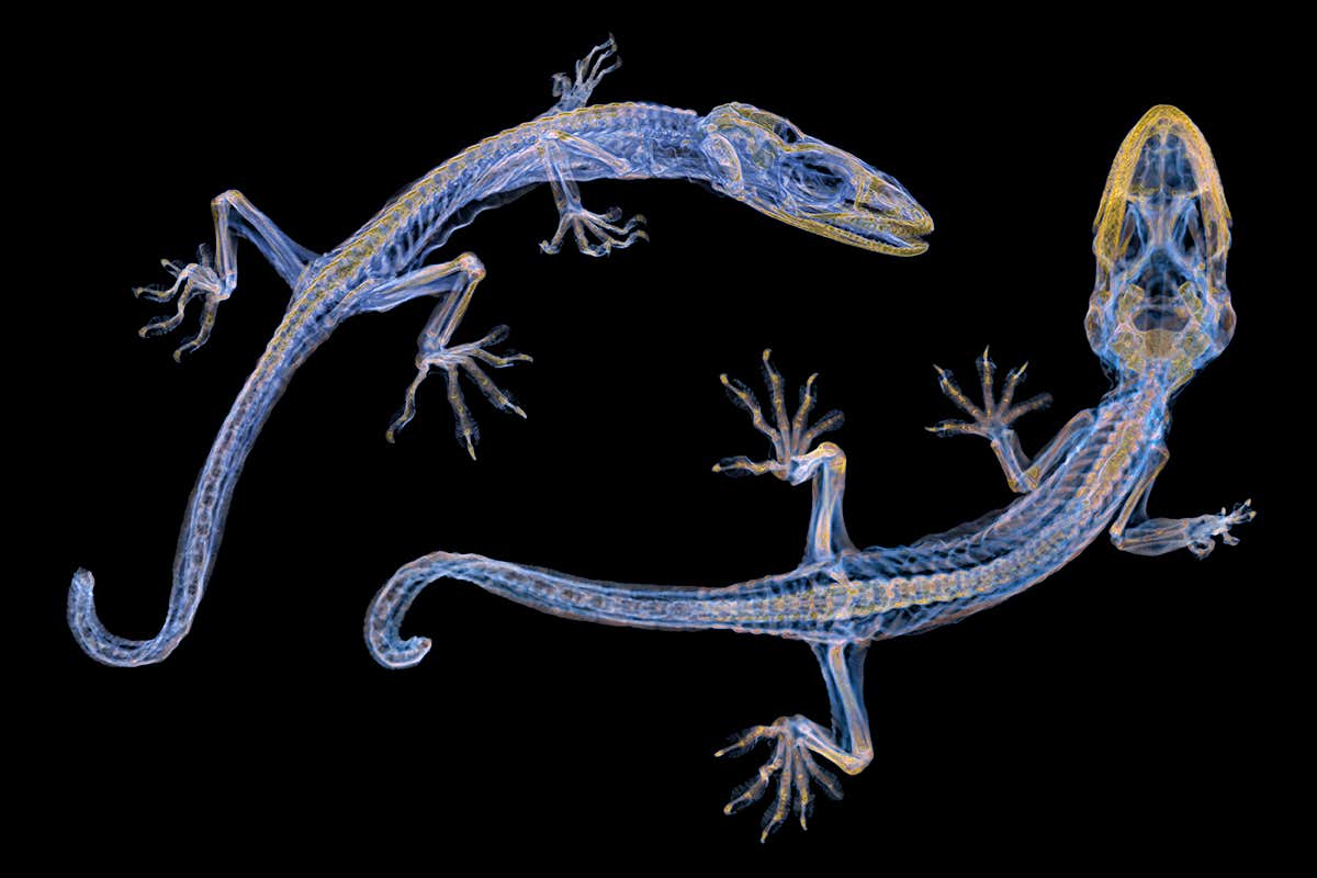 Schlegel's Japanese Gecko Wallpapers Wallpaper Cave