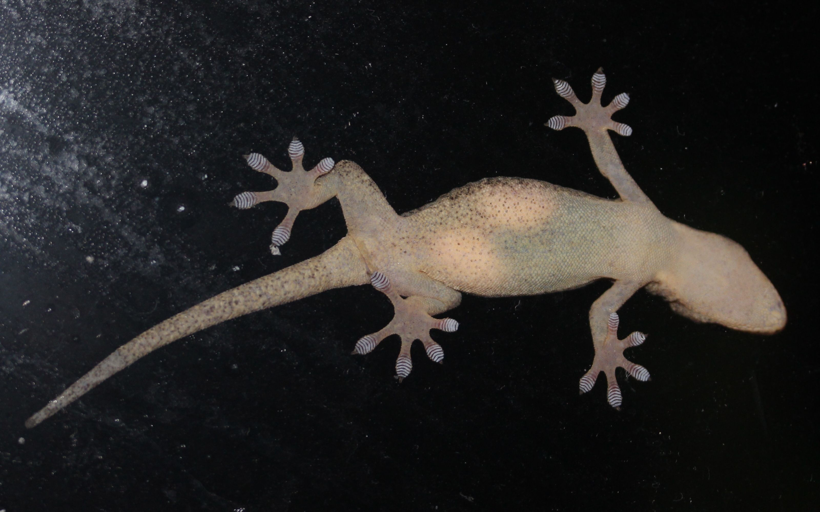 Gecko Genes. California Academy of Sciences