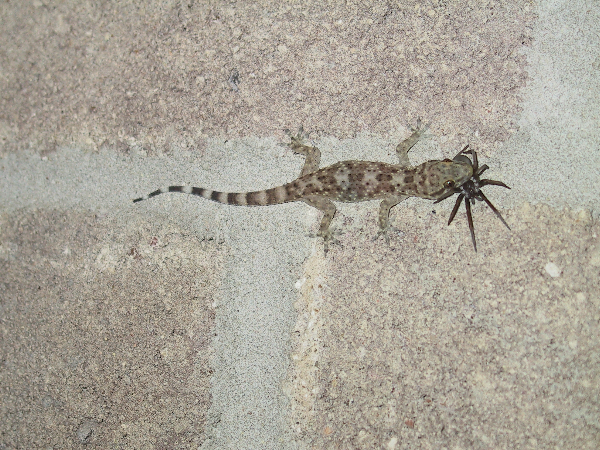 Common House Gecko