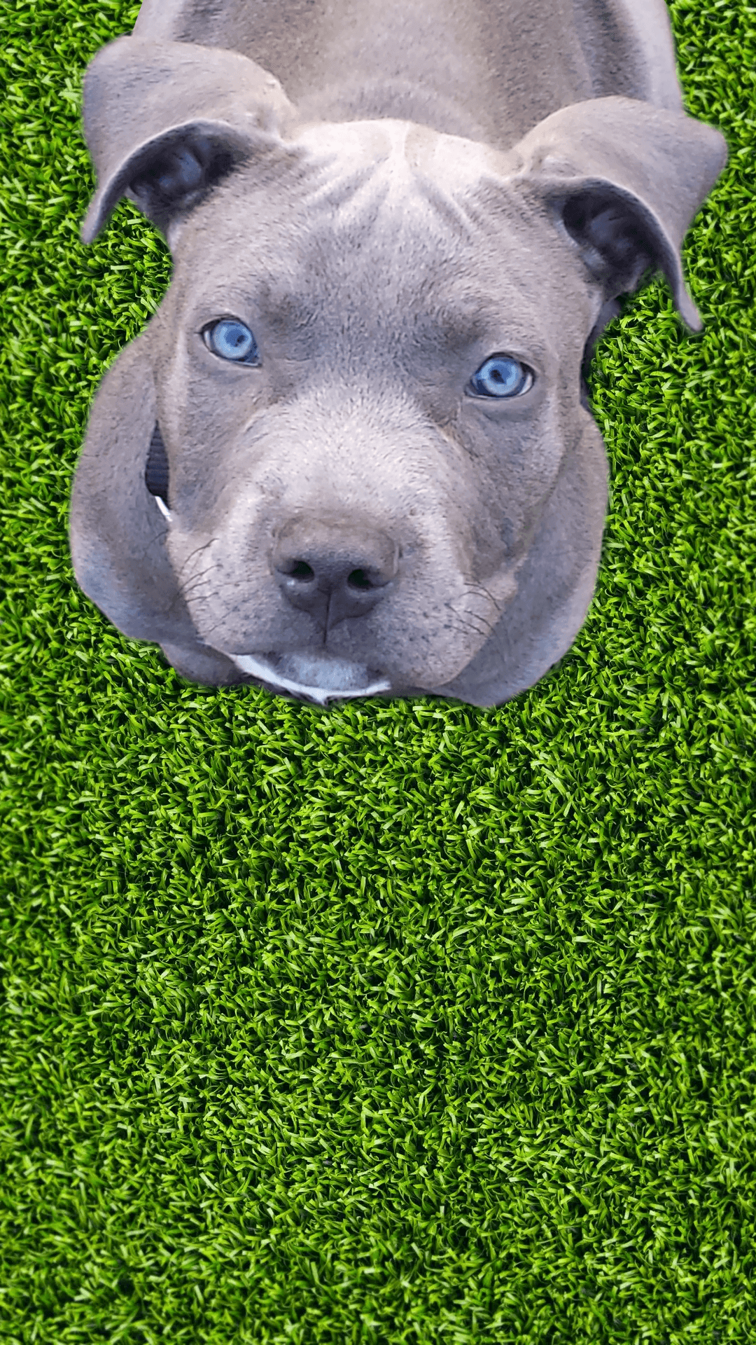 blue pitbull wallpaper