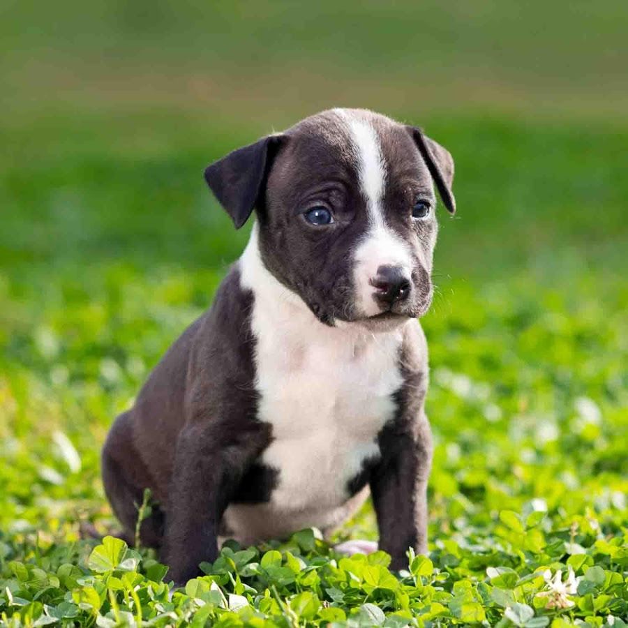 Puppy Pitbull Wallpaper Apps on Google Play. American staffordshire terrier puppies, Pitbull wallpaper, Pitbulls