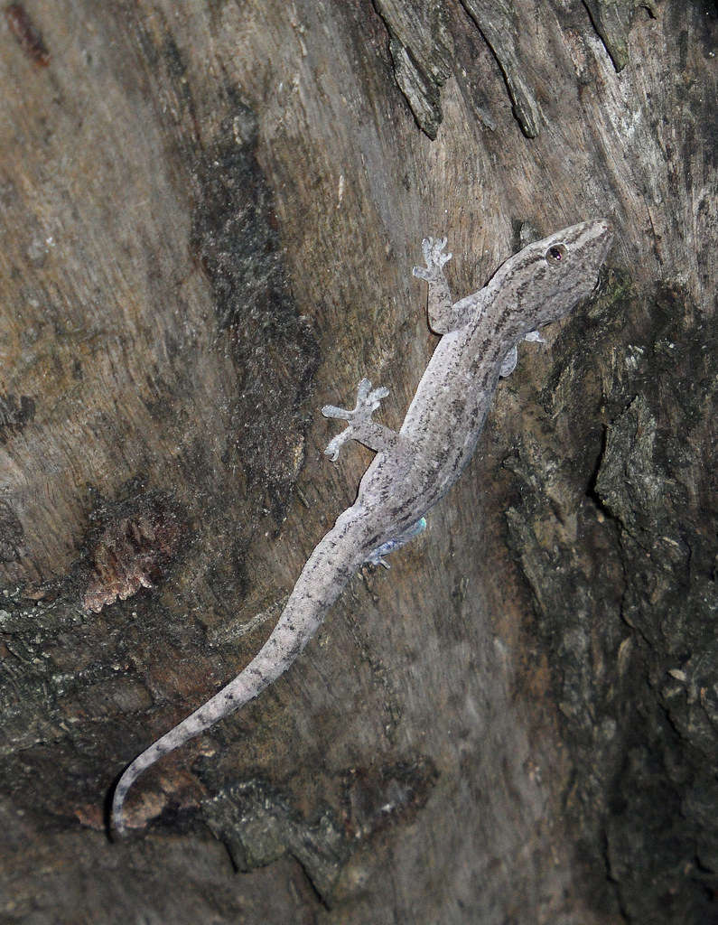 Schlegel's Japanese Gecko Wallpapers Wallpaper Cave