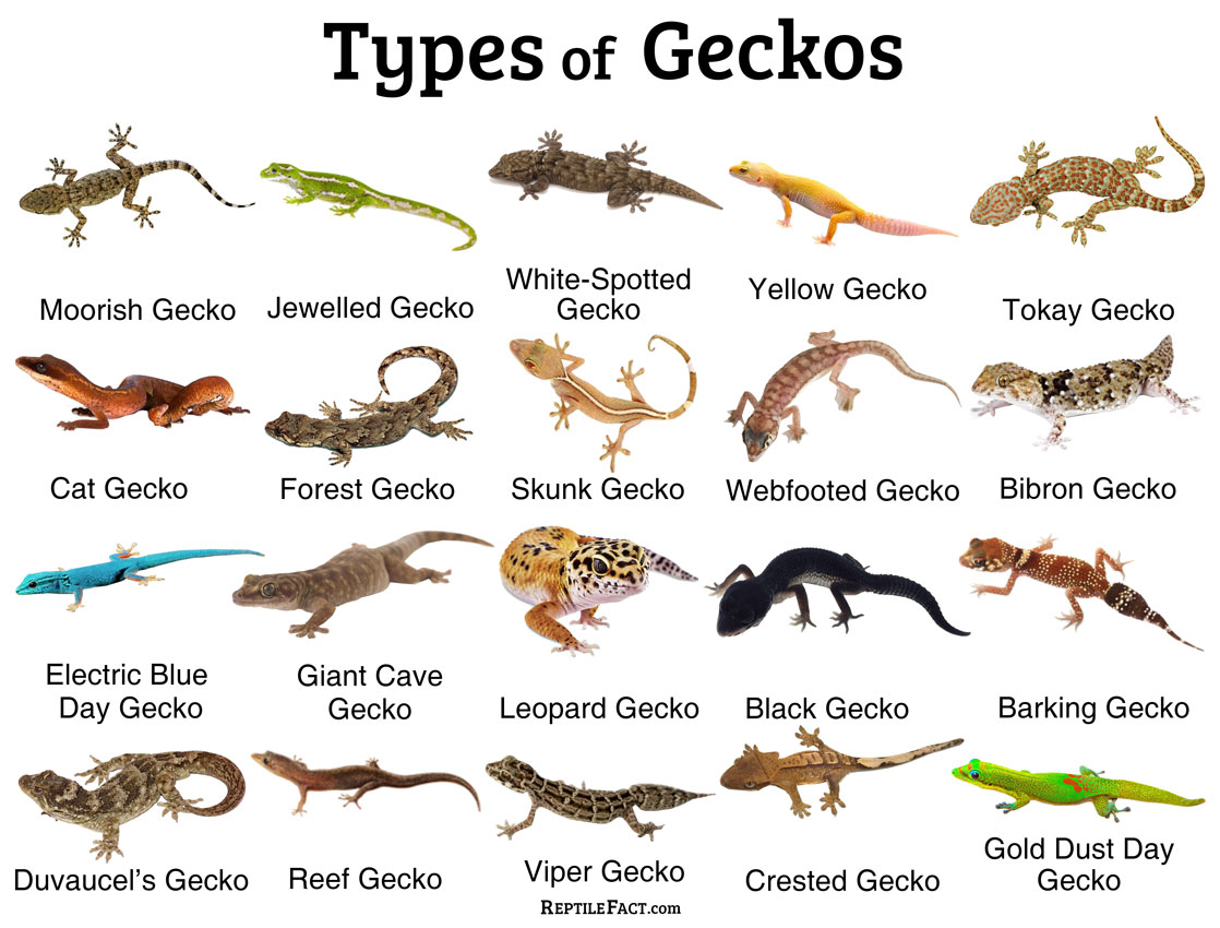 Schlegel s Japanese Gecko Wallpapers Wallpaper Cave
