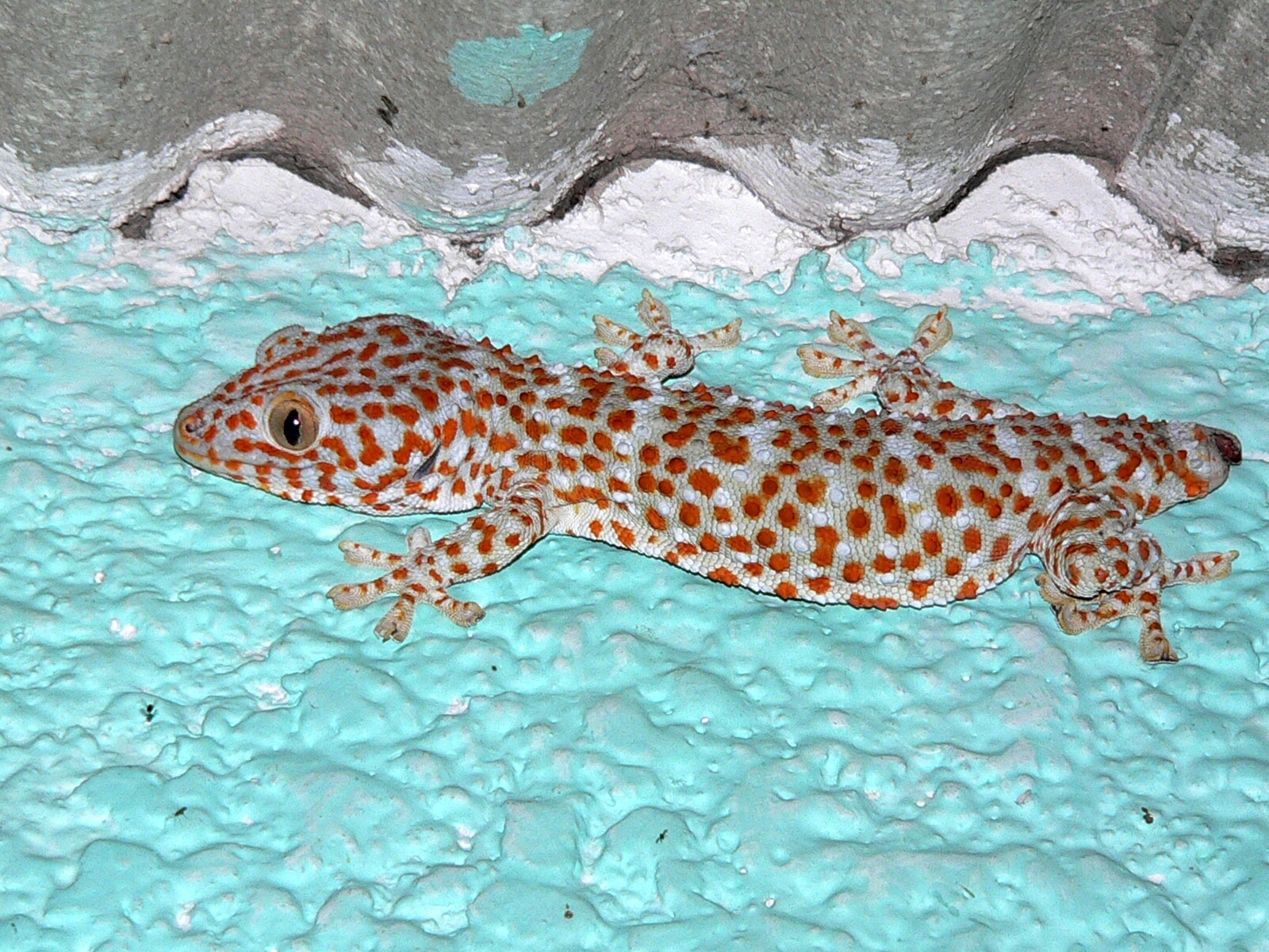 Токки. Геккон токи. Геккон токи малыши. Токки животное. Tokay Gecko.