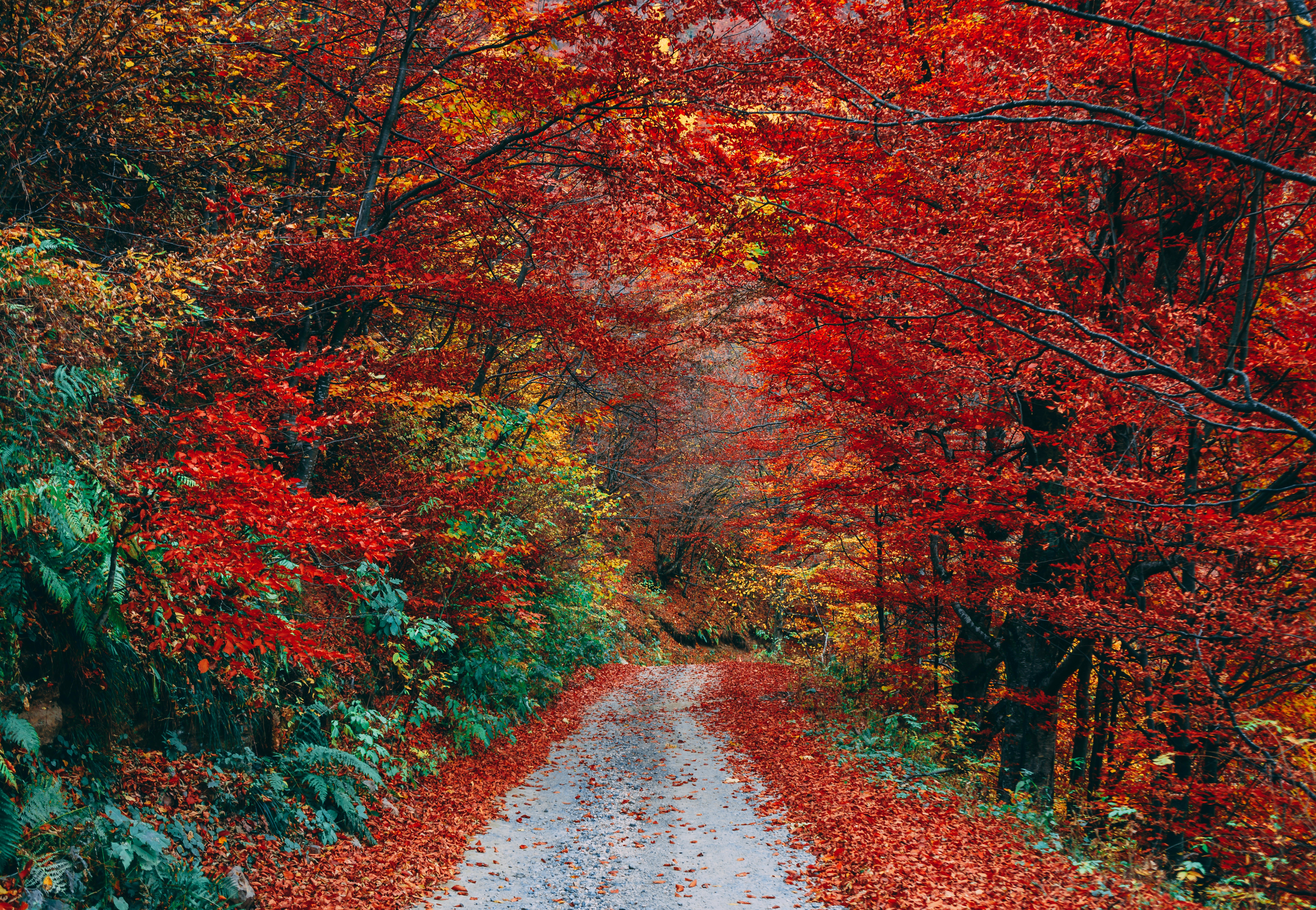 5786x4000 #path, #color, #branch, #lane, #way, #trail, #fall, #leaves, #earth, #tree, #woodland, #Public domain image, #forest, #gravel, #autumn, #road, #hiking, #track, #red, #leaf, #nature. Mocah HD Wallpaper