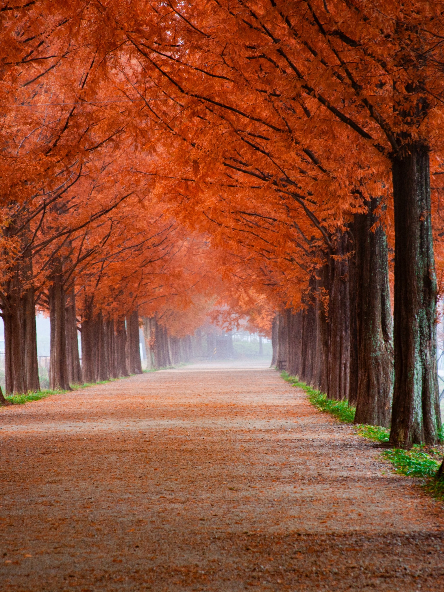 Autumn Wallpaper 4K, Trees, Path, Foggy, Mist, Morning, Fall, 5K, Nature