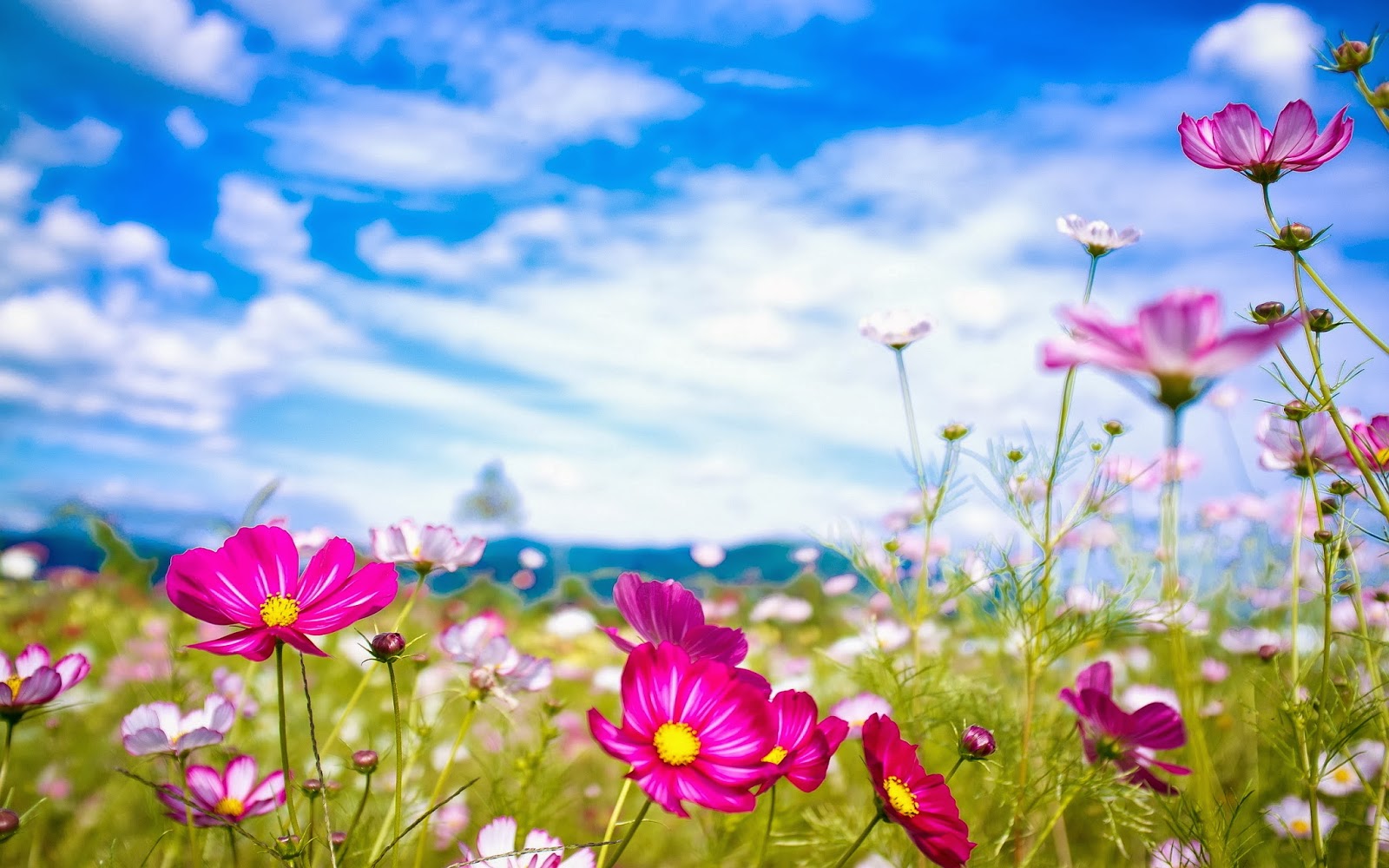 Free download Summer flowers wallpaper beautiful desktop wallpaper 2014 [1600x1000] for your Desktop, Mobile & Tablet. Explore Pretty Summer Flower Wallpaper. Pretty Flowers Picture Desktop Wallpaper, Cute Pretty Flowers