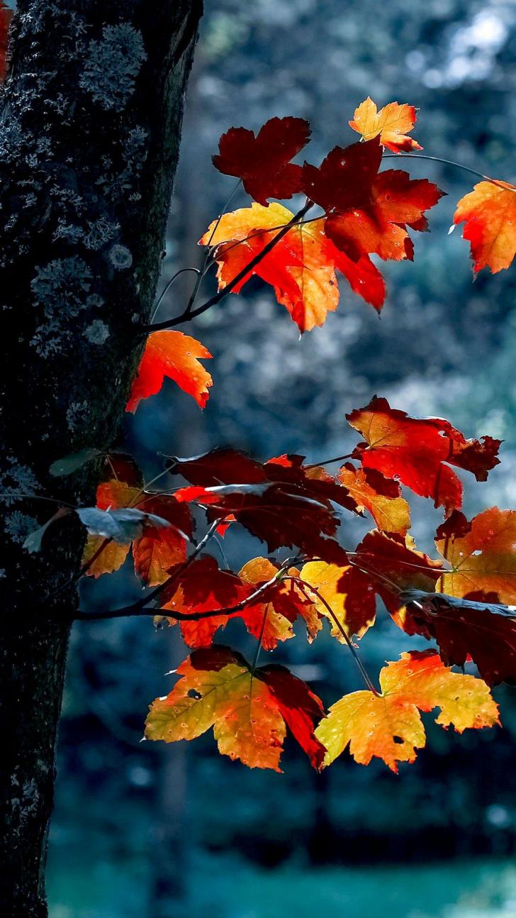 Wallpaper HD: Autumn, Aesthetic, Wallpaper, Wallpaper