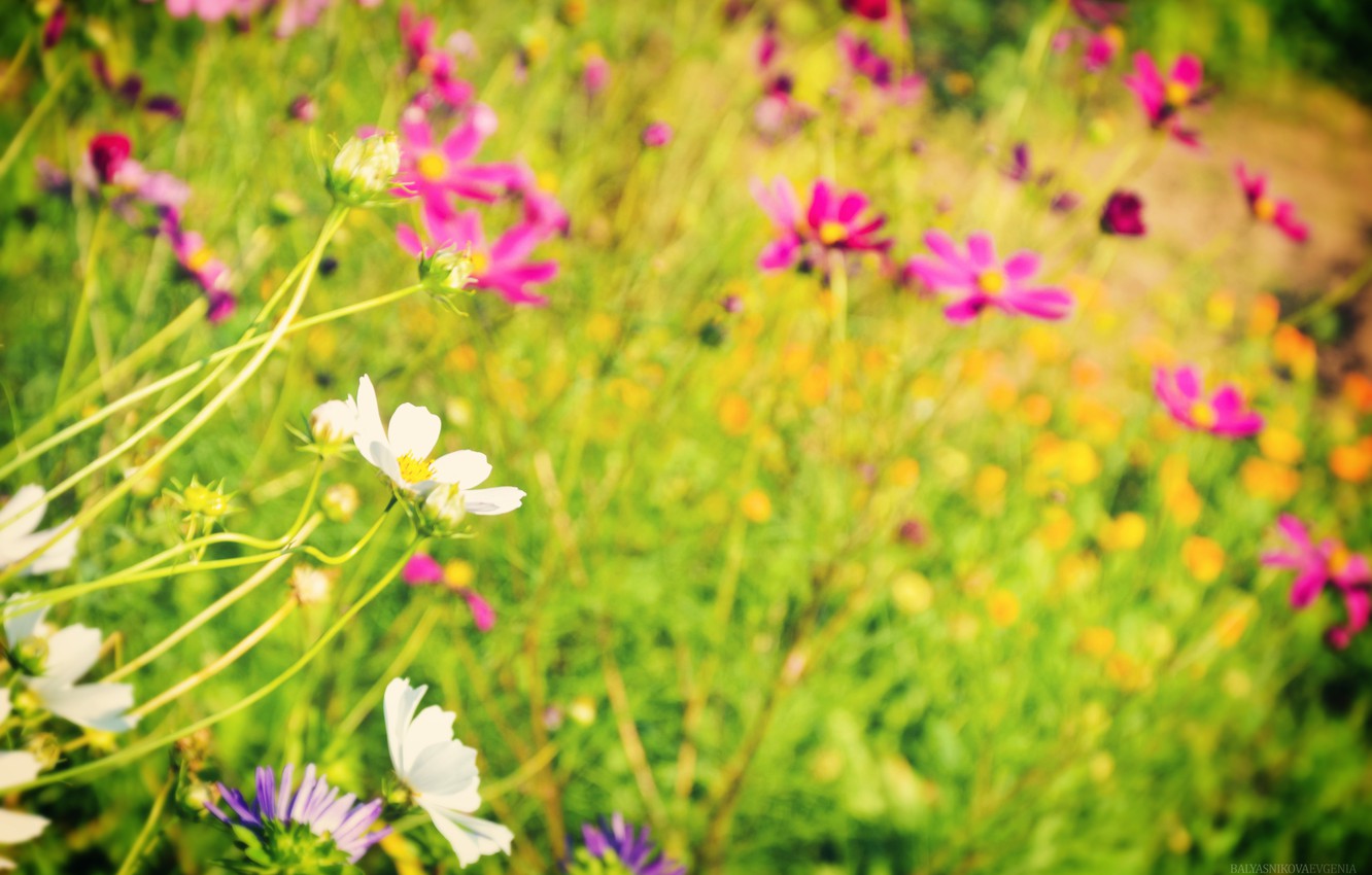 Wallpaper greens, summer, flowers, cute, beautiful, summer, flowers image for desktop, section цветы