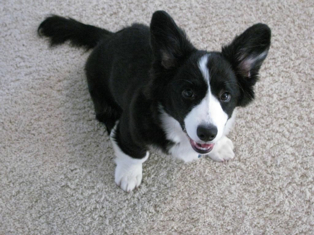 Border collie corgi mix. Someone in my neighborhood has one and he's adorable. Border collie corgi mix, Corgi mix, Corgi mix puppies