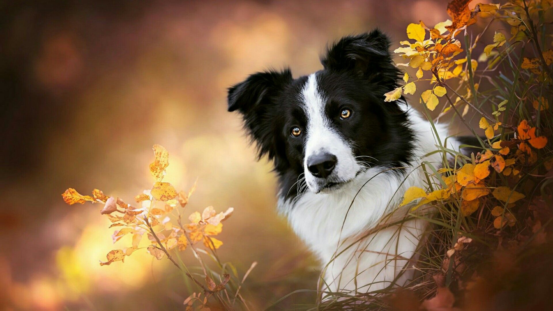 Border Collie Mix Wallpapers Wallpaper Cave