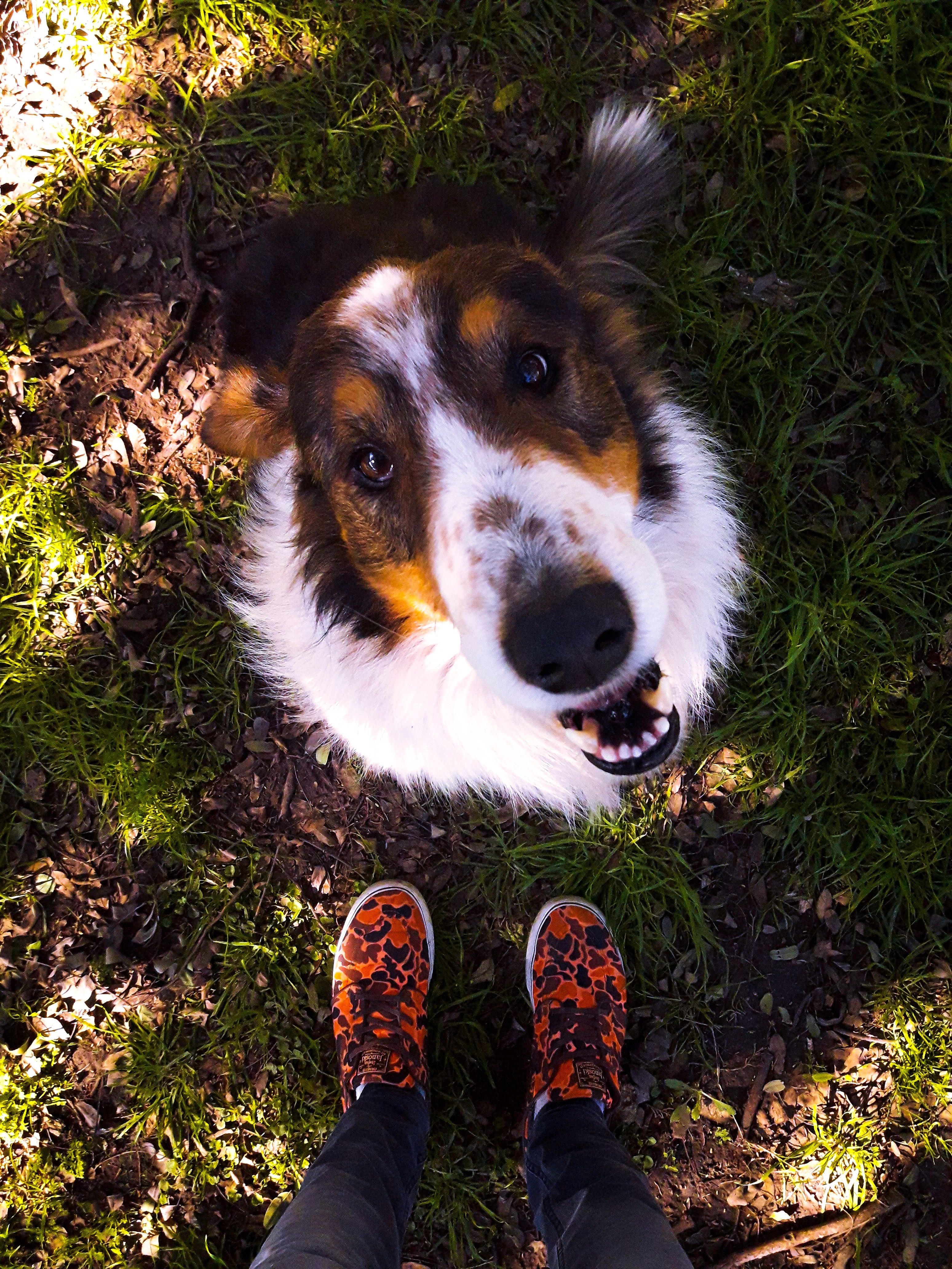 Wallpaper / animal border collie corgi and collie HD 4k wallpaper