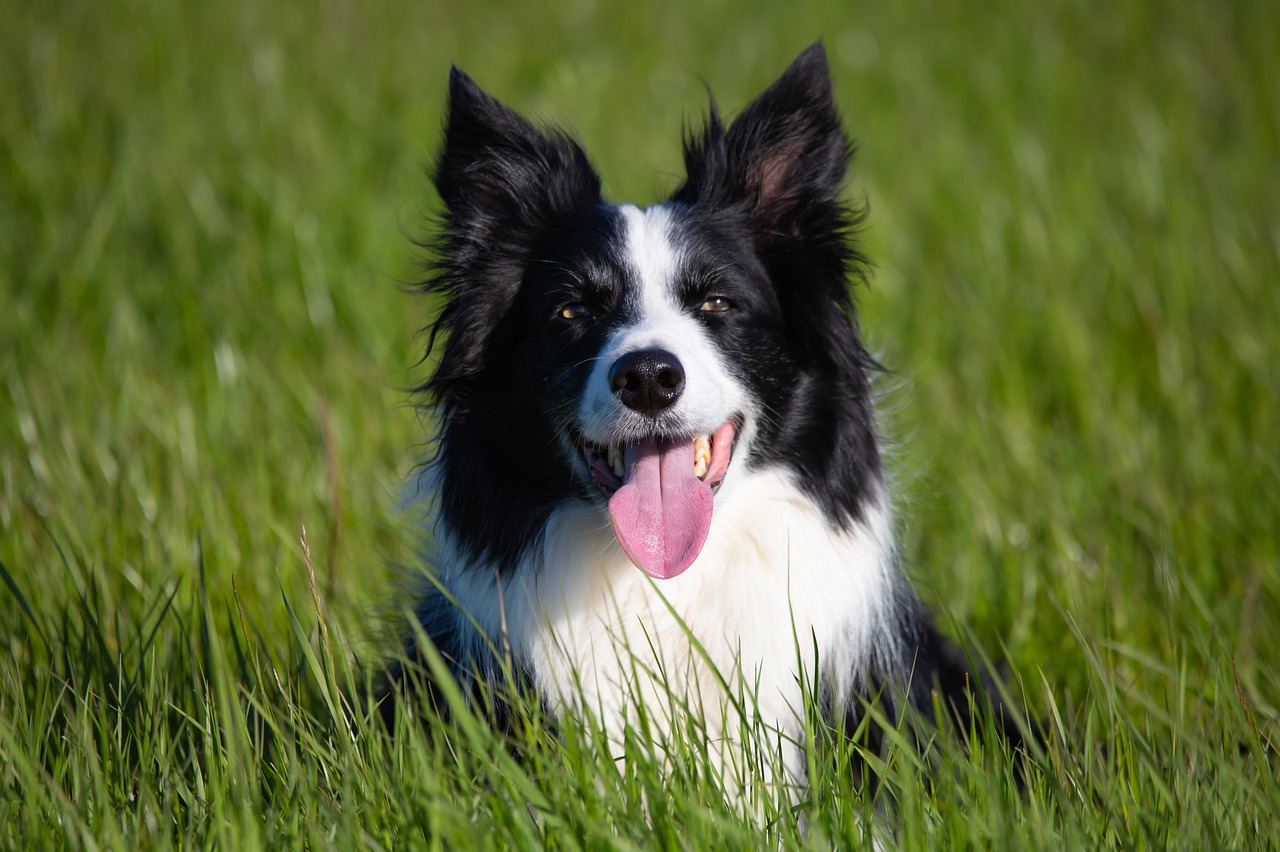 Border Collie Corgi Mix Wallpapers - Wallpaper Cave