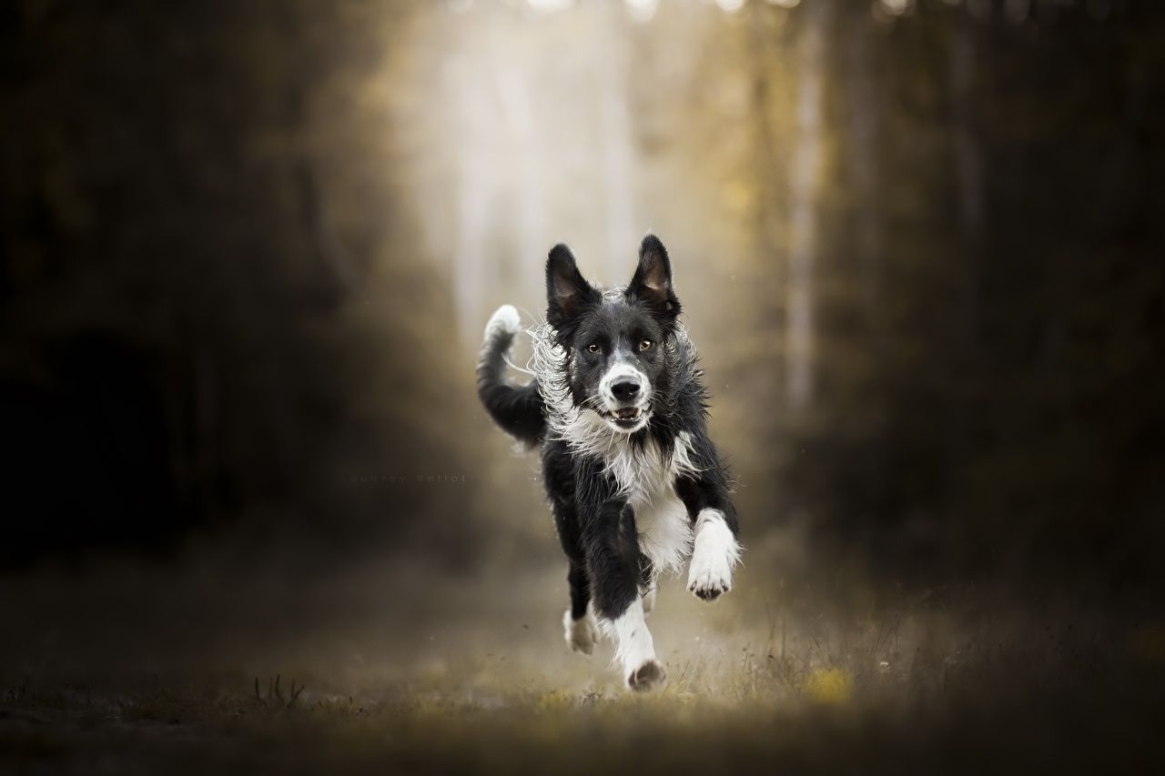Wallpaper Border Collie Dogs Run Animals Running. Collie dog, Border collie dog, Border collie puppy training